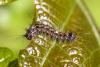 Lymantria dispar